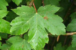 Acer pseudoplatanus Gewone esdoorn bestellen